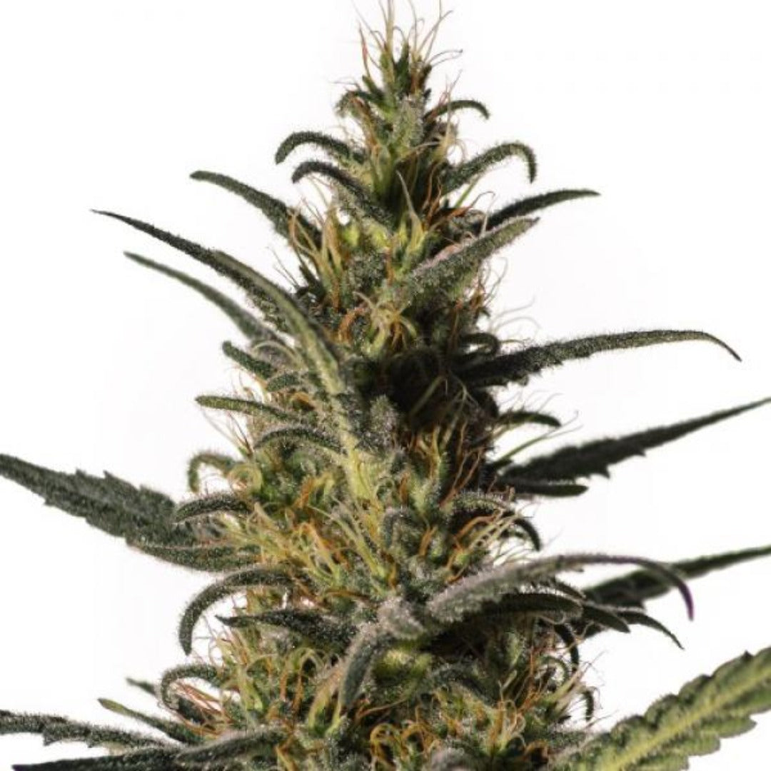 Candida CD-1 fem 5kpl
