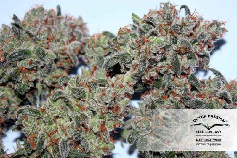 Auto Blueberry (Dutch Passion)
