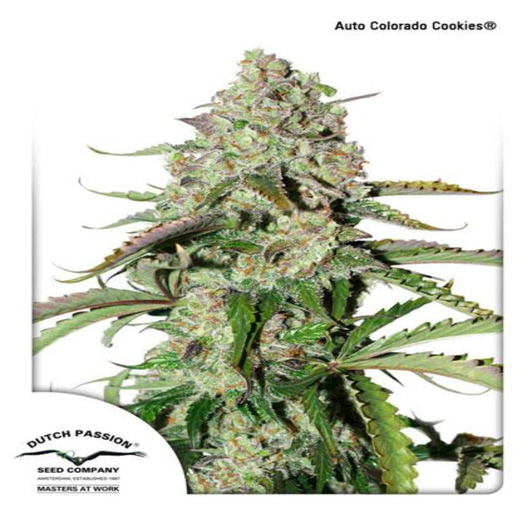 Auto Colorado Cookies (Dutch Passion)