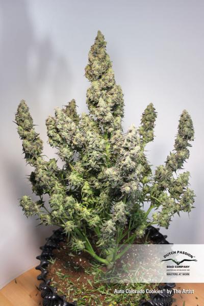 Auto Colorado Cookies (Dutch Passion)