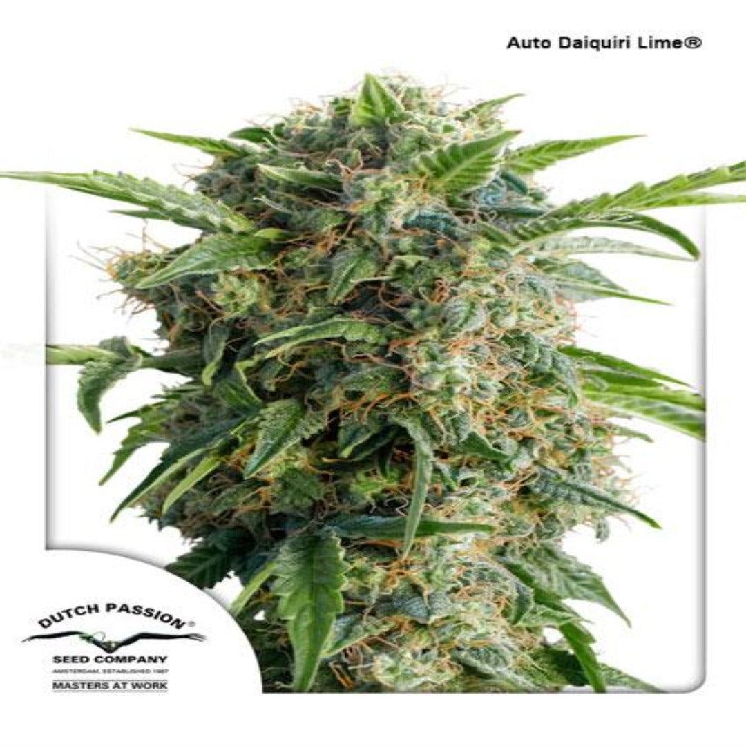 Auto Daiquiri Lime(Dutch Passion)