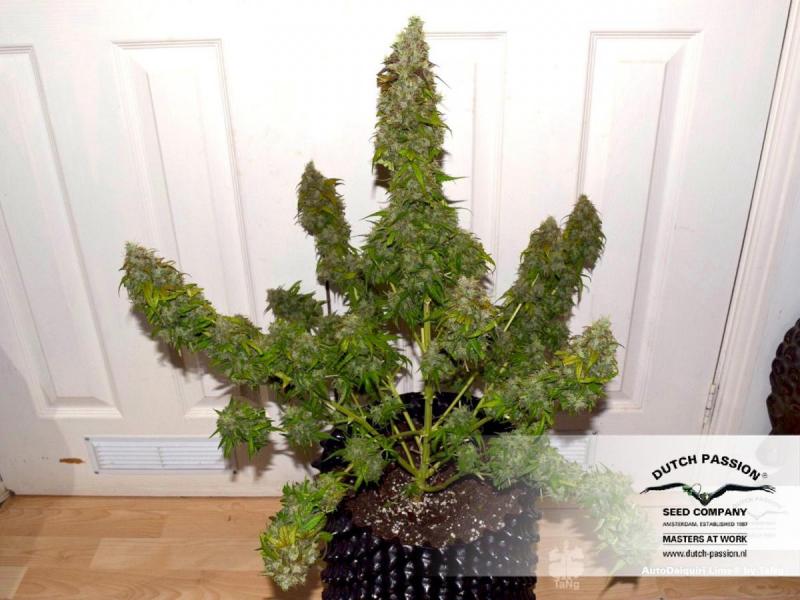 Auto Daiquiri Lime(Dutch Passion)