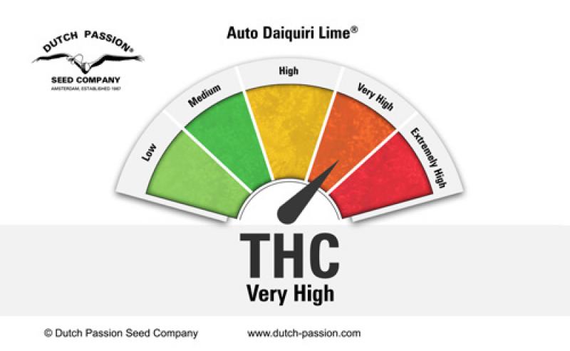 Auto Daiquiri Lime(Dutch Passion)