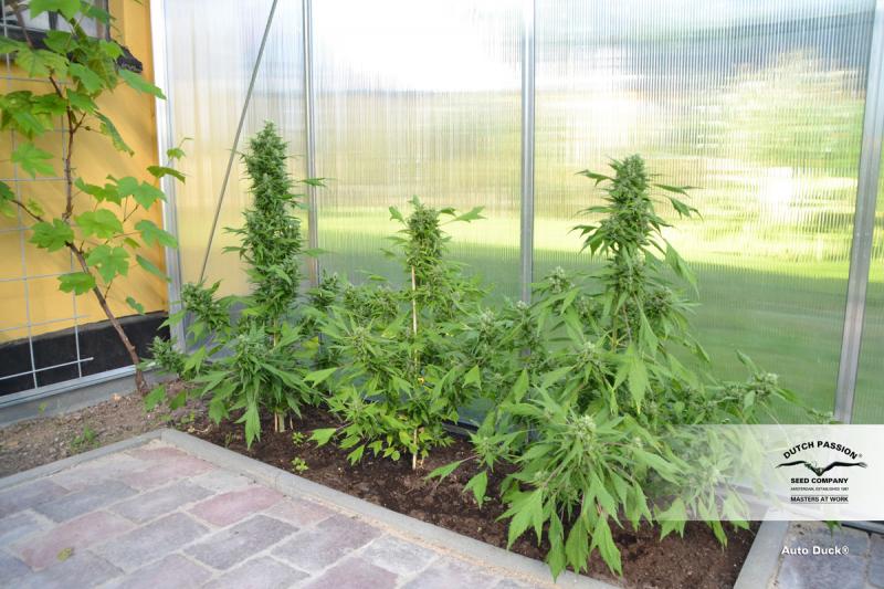 Auto Duck (Dutch Passion)