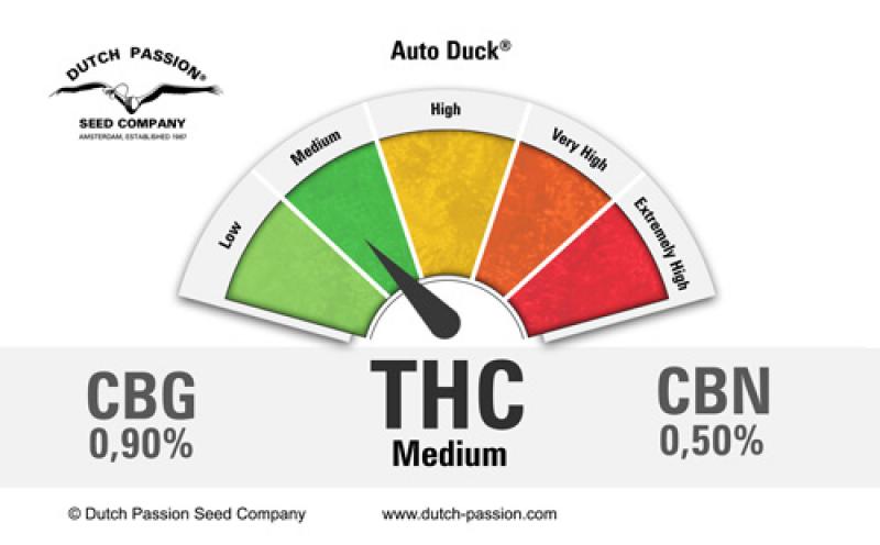 Auto Duck (Dutch Passion)