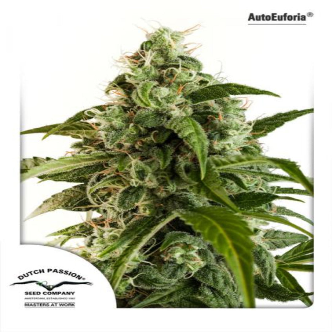 Auto Euforia (Dutch Passion)