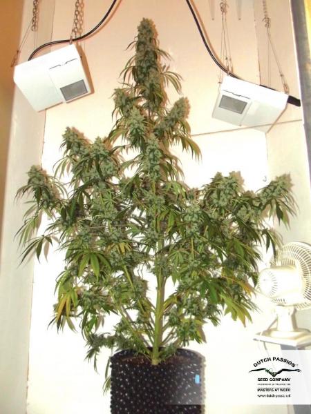 Auto Euforia (Dutch Passion)