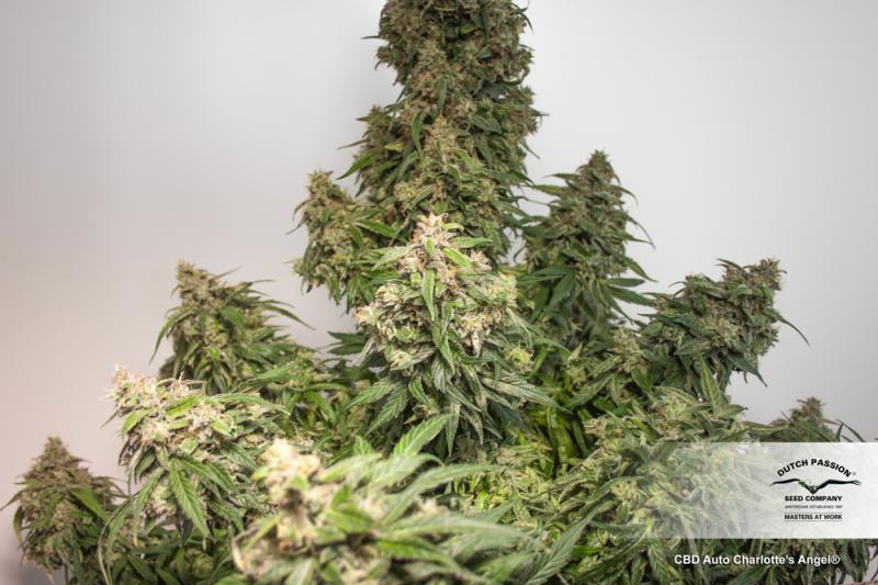 CBD Auto Charlotte's Angel (Dutch Passion)