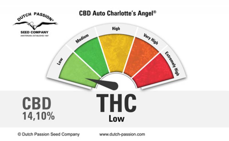 CBD Auto Charlotte's Angel (Dutch Passion)