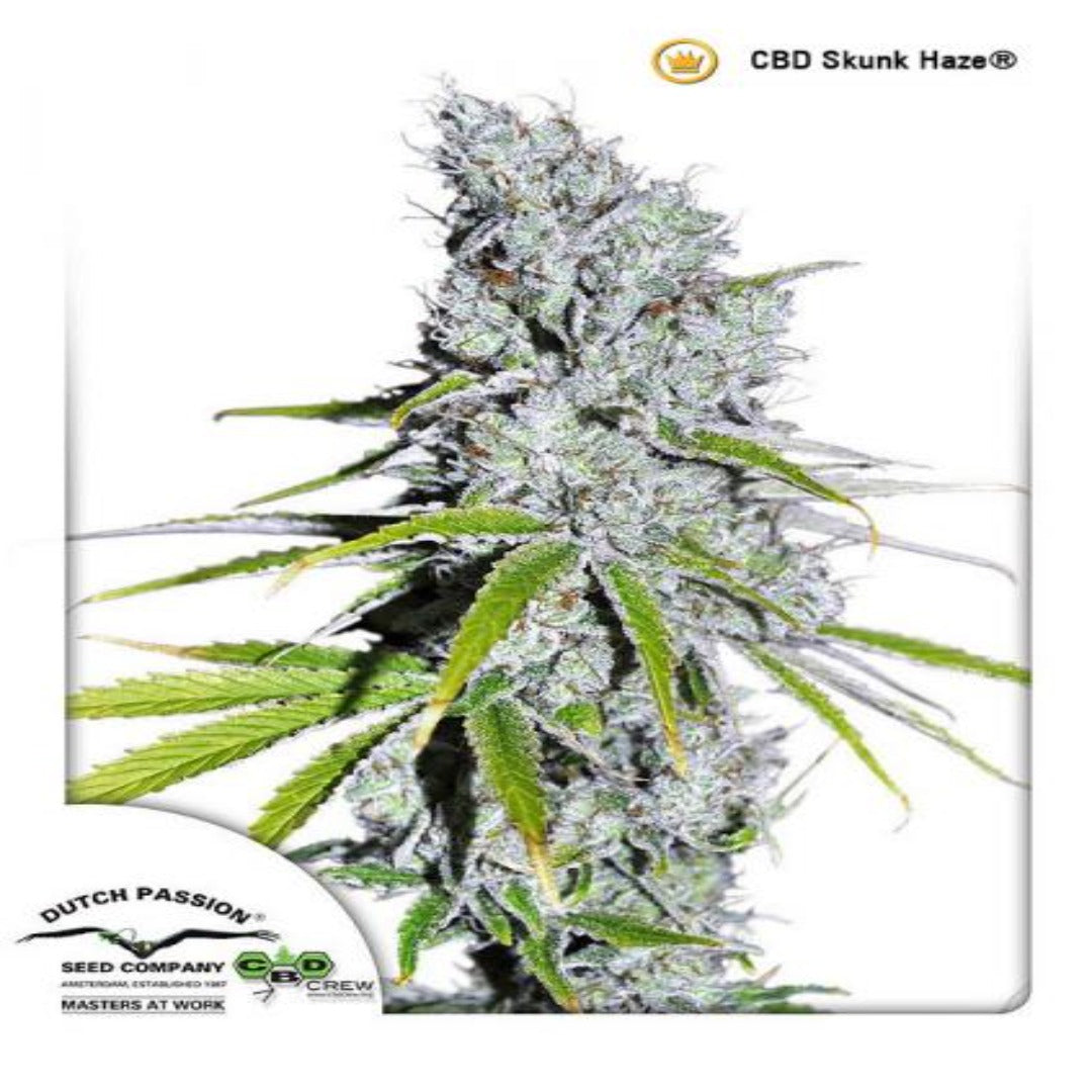 CBD SkunkHaze (Dutch Passion)