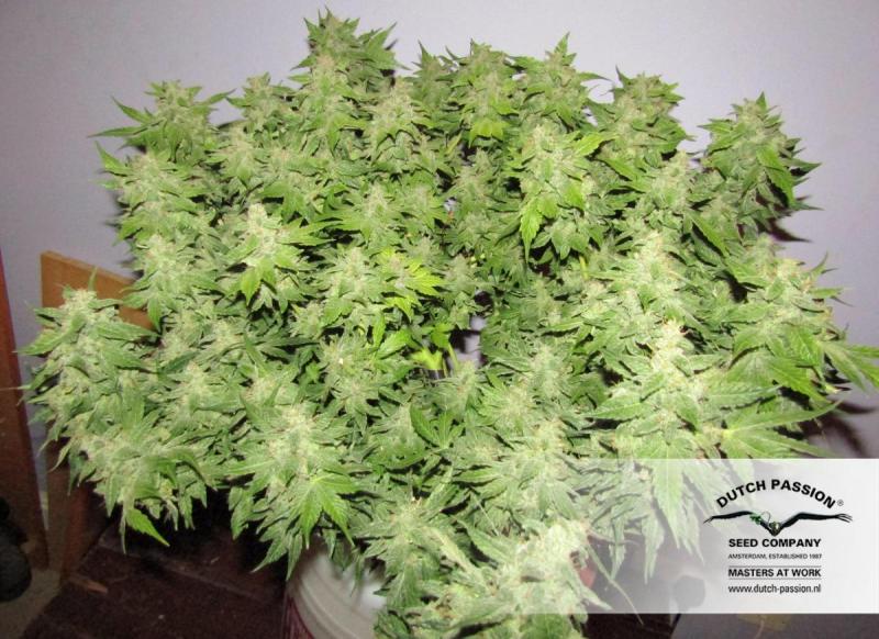 CBD SkunkHaze (Dutch Passion)