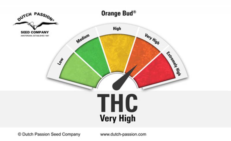 Orange Bud (Dutch Passion)