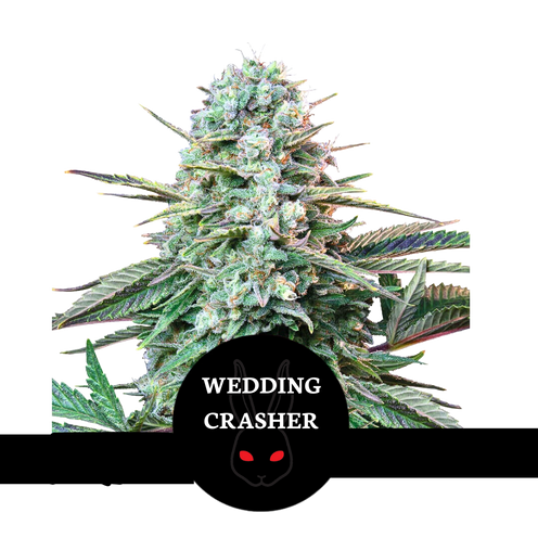 Wedding Crasher