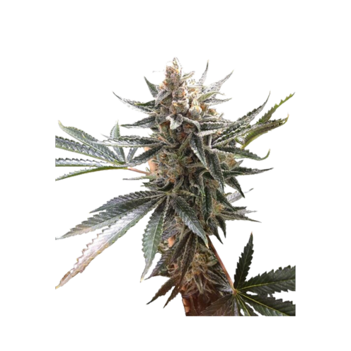 Tangie