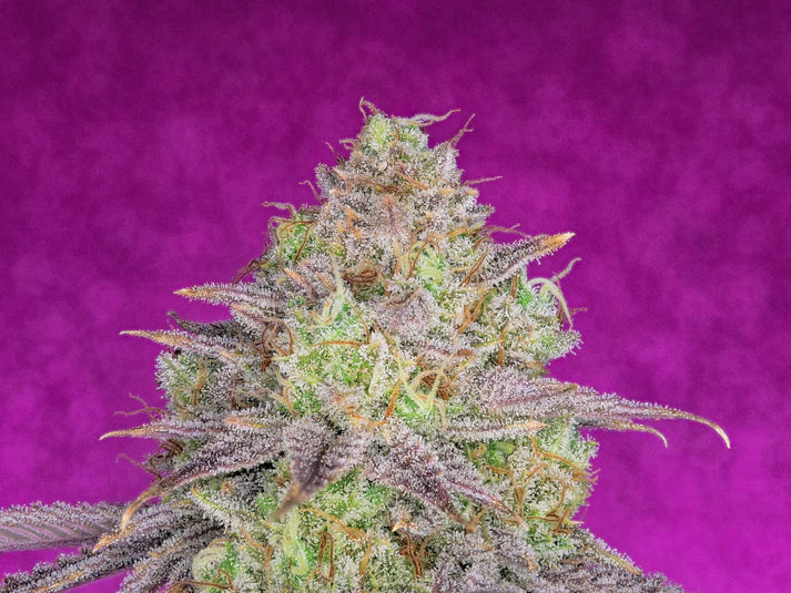Shiskaberry