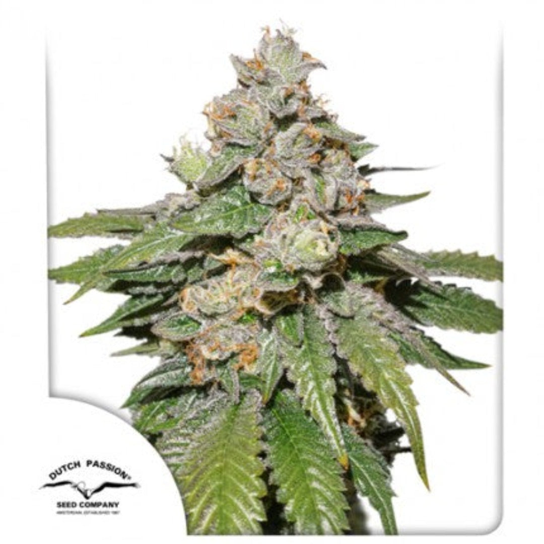 Auto Mokum's Tulip (Dutch Passion)