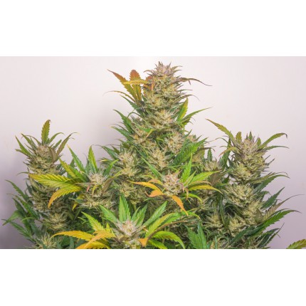 Auto Mokum's Tulip (Dutch Passion)
