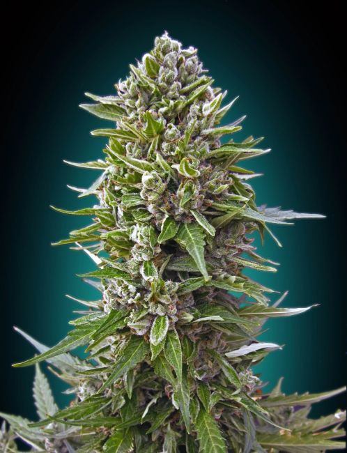 Northern Lights Autoflower