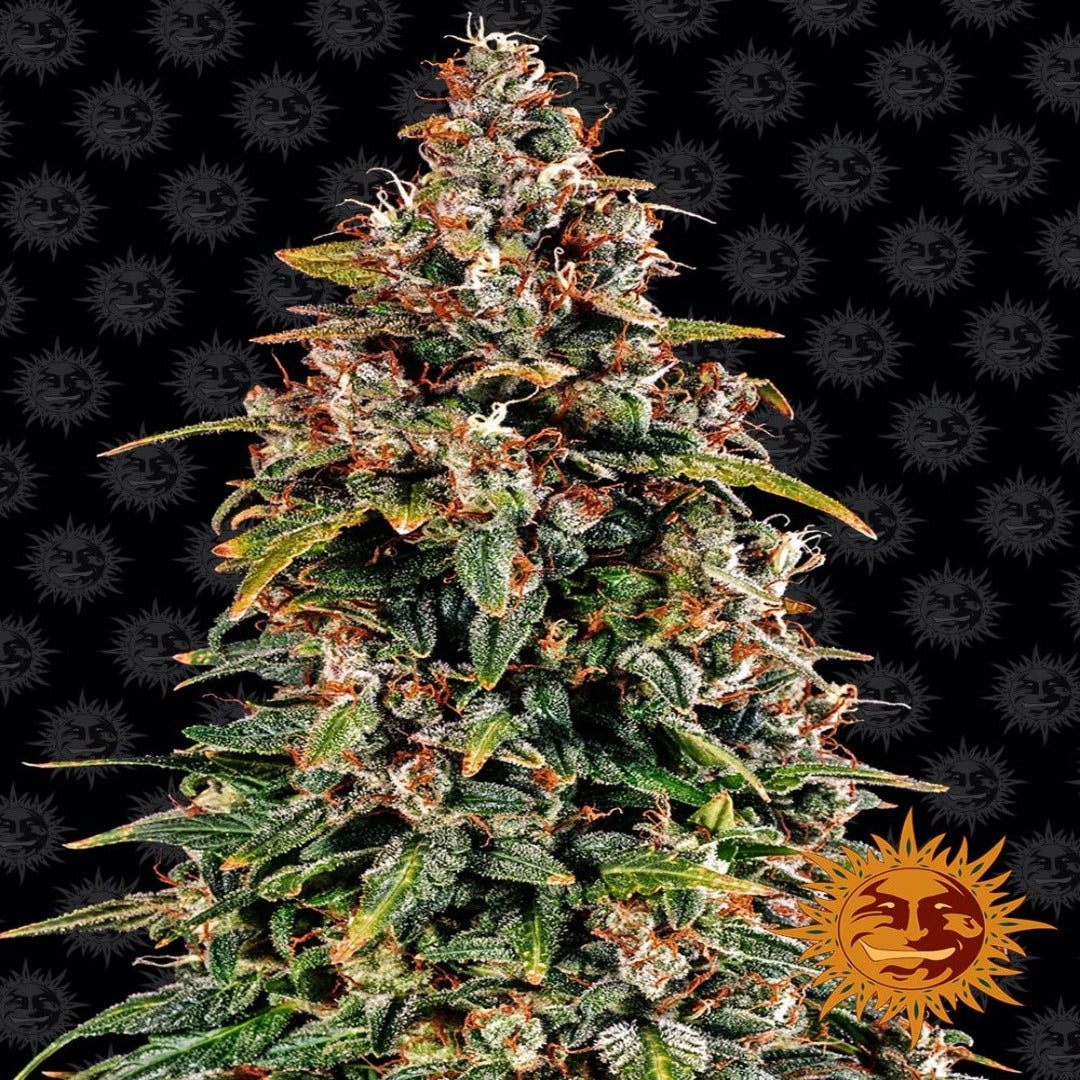 Watermelon Zkittlez Auto (Barneys Farm)