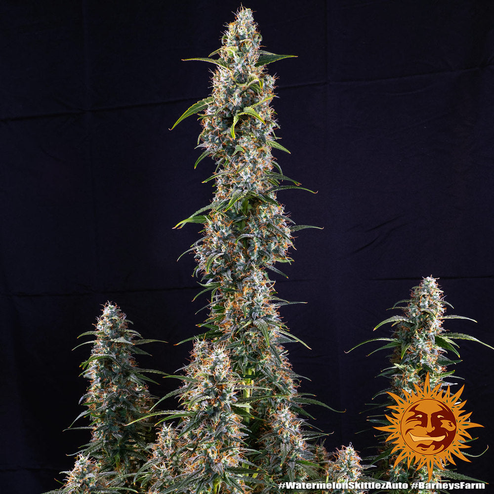 Watermelon Zkittlez Auto (Barneys Farm)