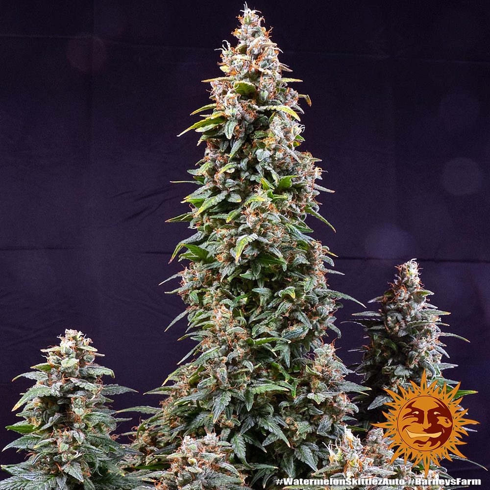 Watermelon Zkittlez Auto (Barneys Farm)