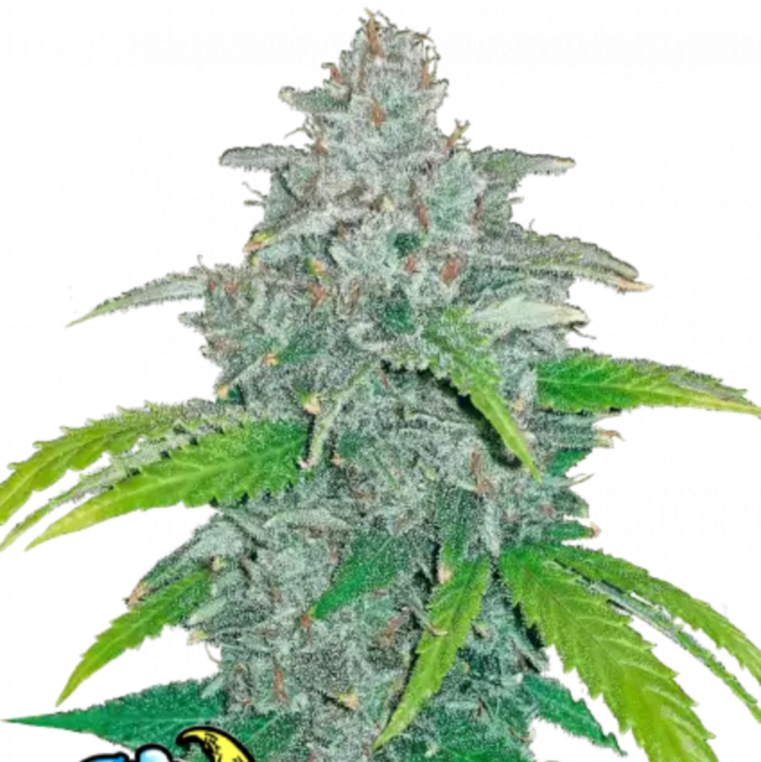 FastBuds Blue Dream Auto 10kpl automaattikukkinut kannabiksen siemenet Kaninkolosta.