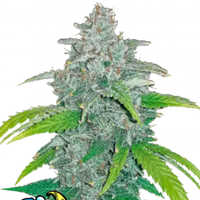 FastBuds Blue Dream Auto 10kpl automaattikukkinut kannabiksen siemenet Kaninkolosta.