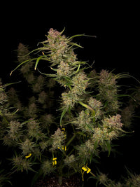 Guava Auto (Fastbuds) 5kpl