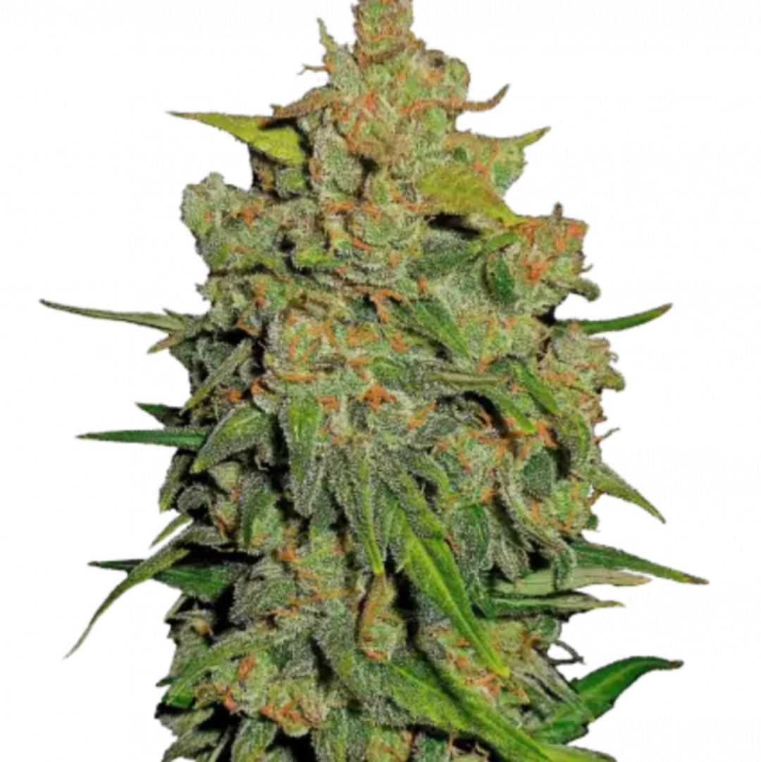 Kaninkolo: FastBuds Lemon AK Auto 10kpl autoflowering kannabiksen siemenet. Suomalainen laatu.