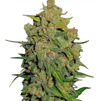 Kaninkolo: FastBuds Lemon AK Auto 10kpl autoflowering kannabiksen siemenet. Suomalainen laatu.