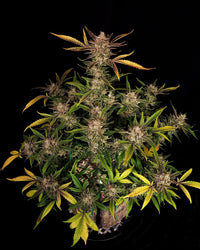 ztrawberriez Auto (Fastbuds) 10kpl