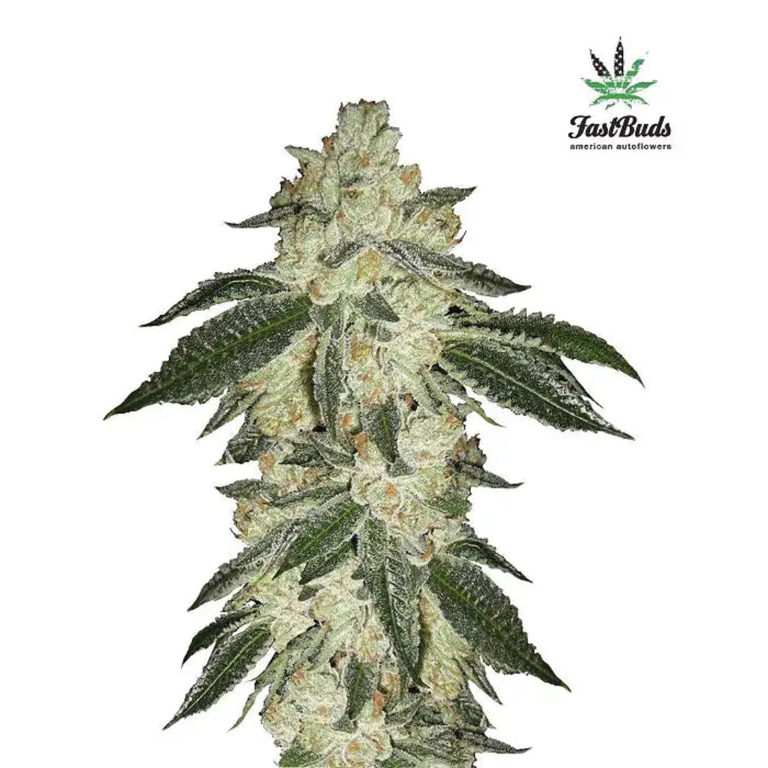 FastBuds Green Crack Auto 10kpl autoflower kannabiksen siemenet. Kaninkolo - Suomalainen CBD-kauppa.