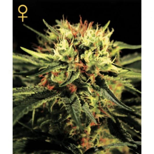 Dr Seedsman fem 1kpl