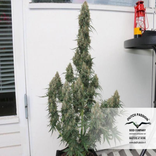 Auto Blueberry (Dutch Passion)