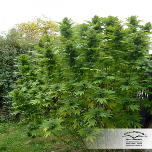 Durban Poison (Dutch Passion)