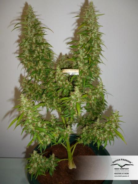 Durban Poison (Dutch Passion)