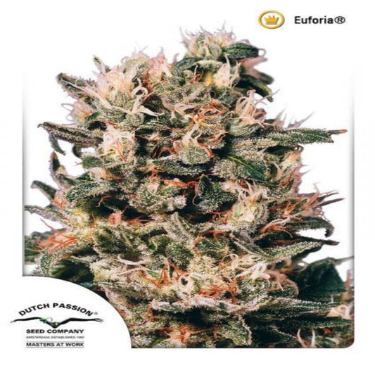 Euforia (Dutch Passion)
