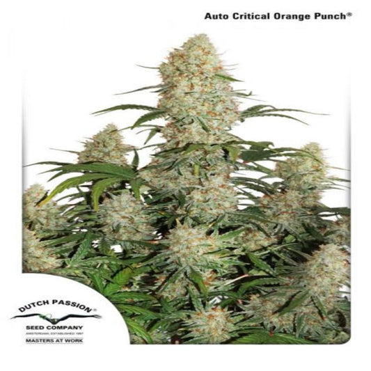 Auto Critical Orange Punch(Dutch Passion)