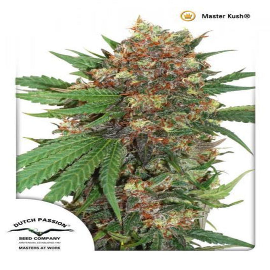 Master Kush (Dutch Passion)