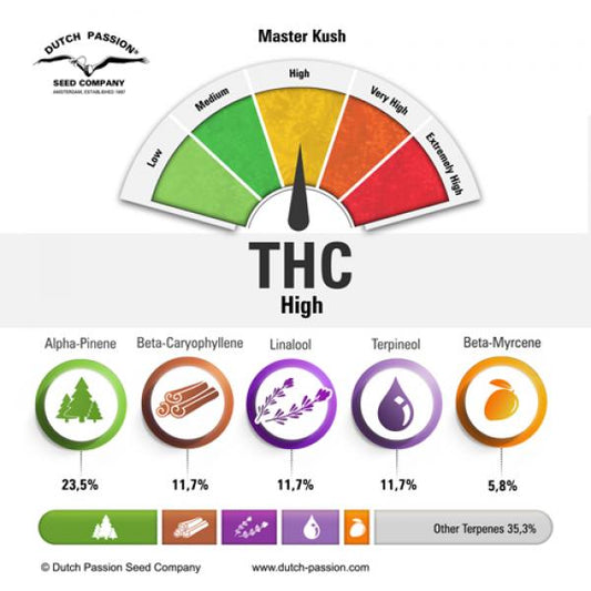 Master Kush (Dutch Passion)