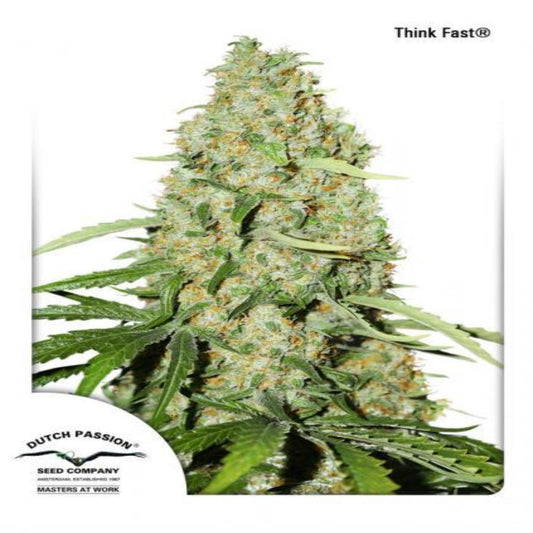 Think Fast (Dutch Passion)