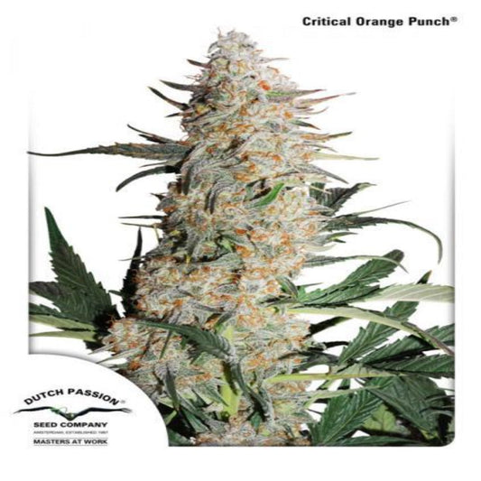 Critical Orange Punch (Dutch Passion)