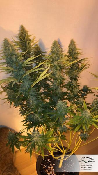Critical Orange Punch (Dutch Passion)