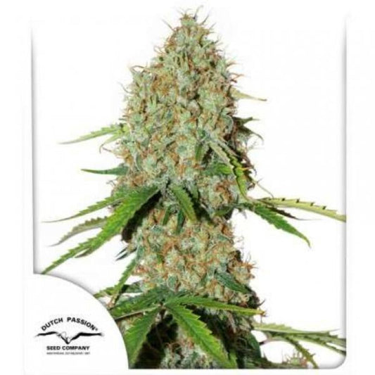 Auto Brooklyn Sunrise (Dutch Passion)