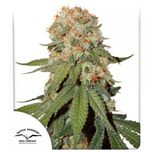 Orange Bud (Dutch Passion)
