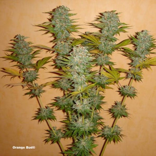 Orange Bud (Dutch Passion)