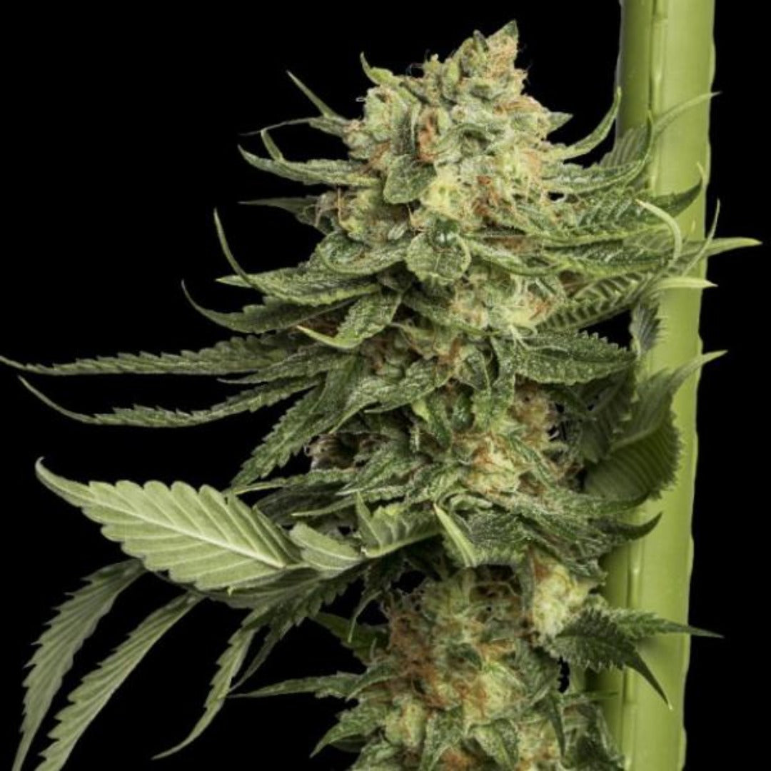 DNA Genetics 24k Gold feminisoitujen kannabiksen siementen pakkaus 5 kpl, esillä kirkkaana ja valmiina istutettavaksi.