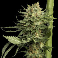 DNA Genetics 24k Gold feminisoitujen kannabiksen siementen pakkaus 5 kpl, esillä kirkkaana ja valmiina istutettavaksi.