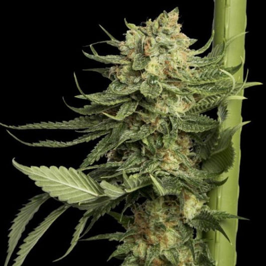 24k Gold 5kpl (DNA Genetics)