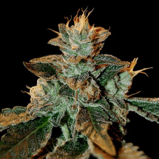 Cataract Kush 6kpl (DNA Genetics)